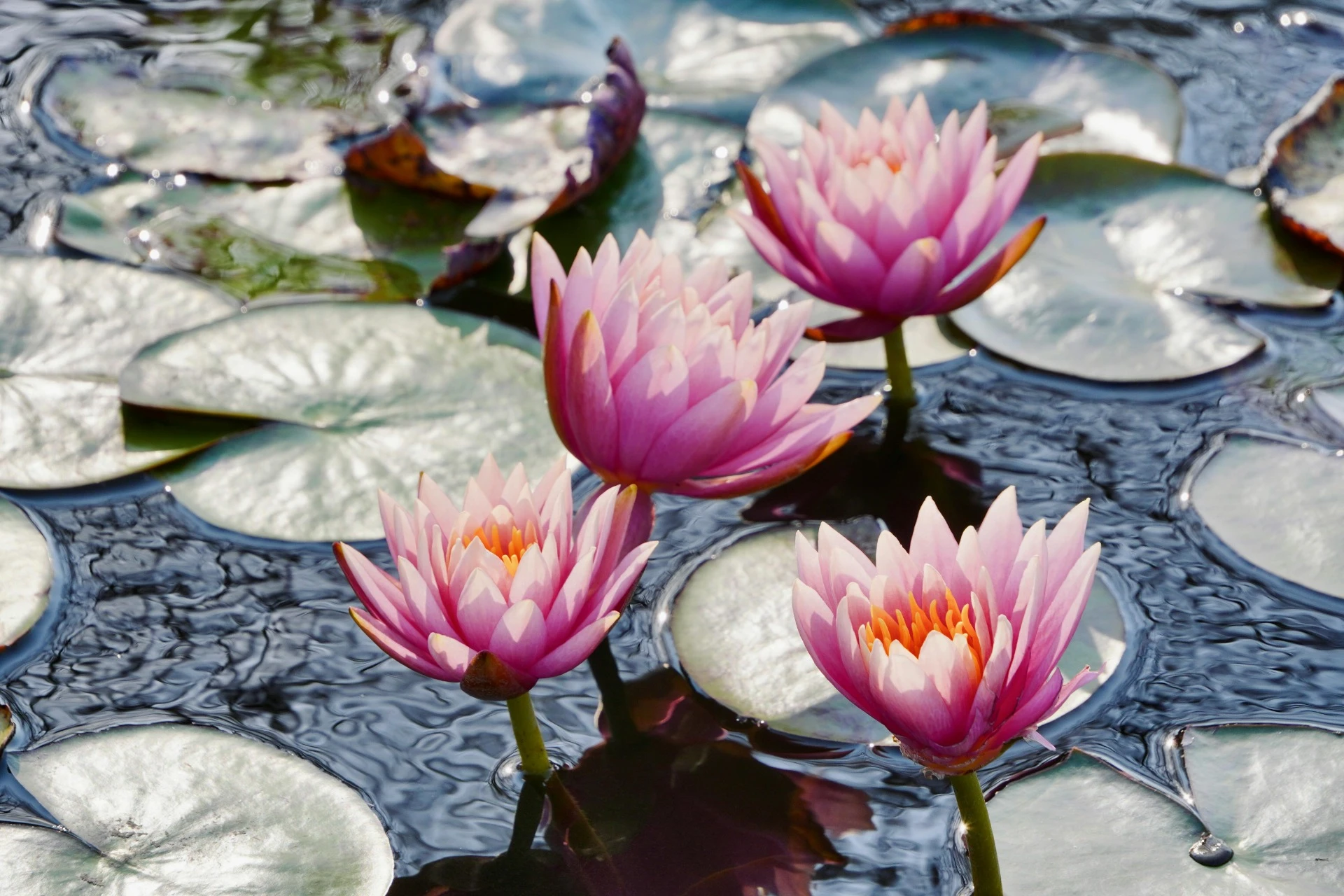 Kurz EFT Mistrovství – symbol pokroku a růstu v EFT praxi